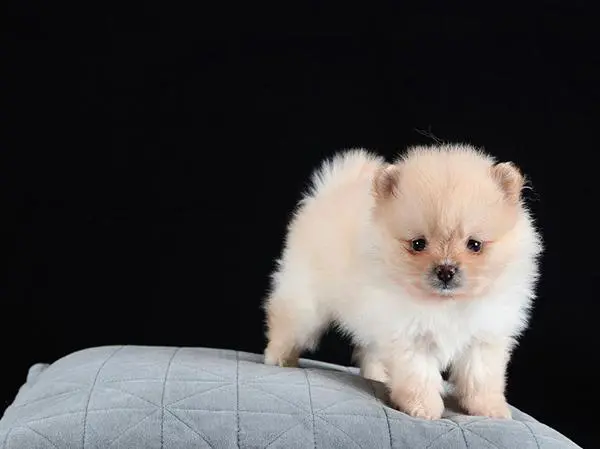 פומרניין גור