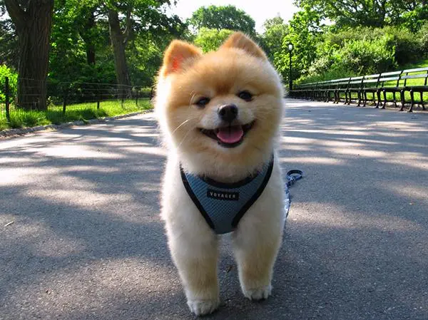 פומרניין חום