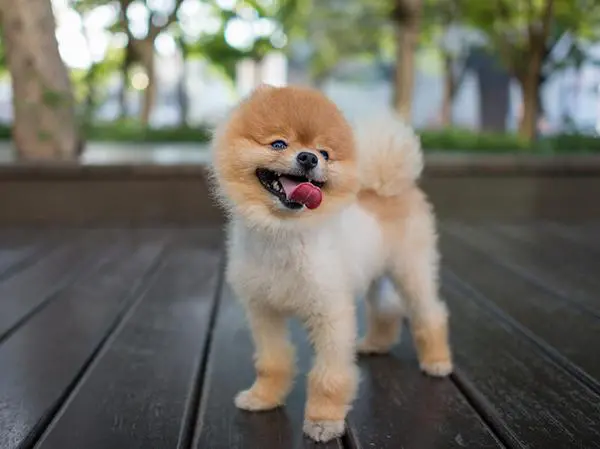 פומרניין טדי בר ננסי