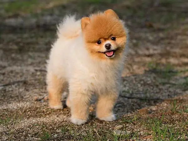 פומרניין טדי