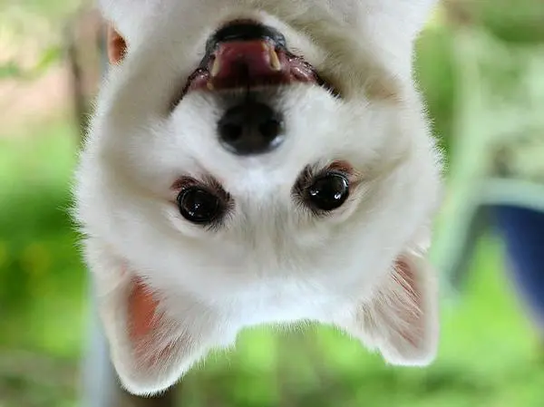 פומרניין לבן