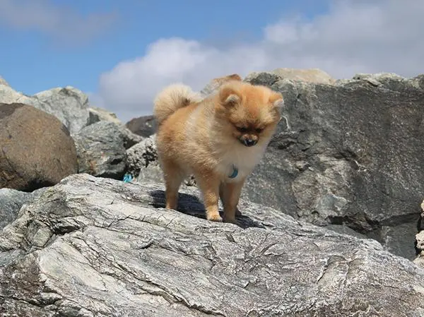 פומרניין ננסי