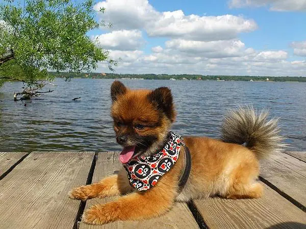 פומרניין עם בנדנה