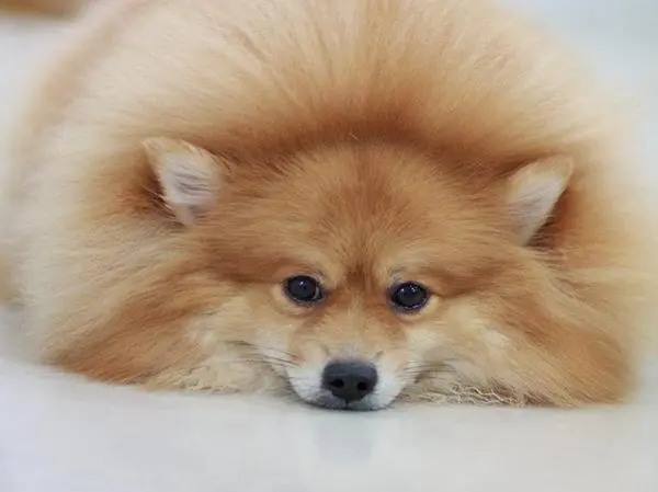 פומרניין שפיץ