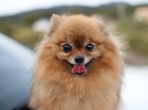 פומרנין שפיץ