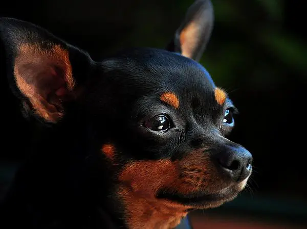 פינצר גרמני