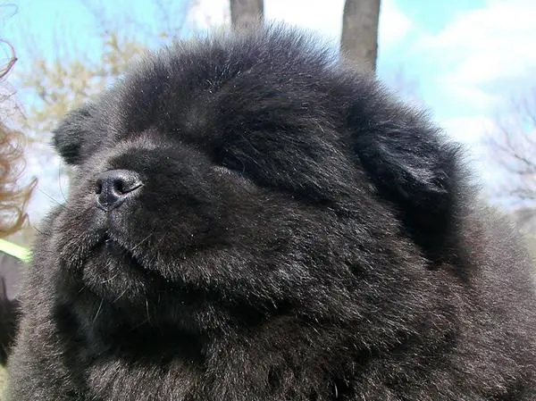 צאו צאו שחור