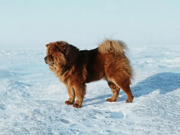 צאוצאו בשלג