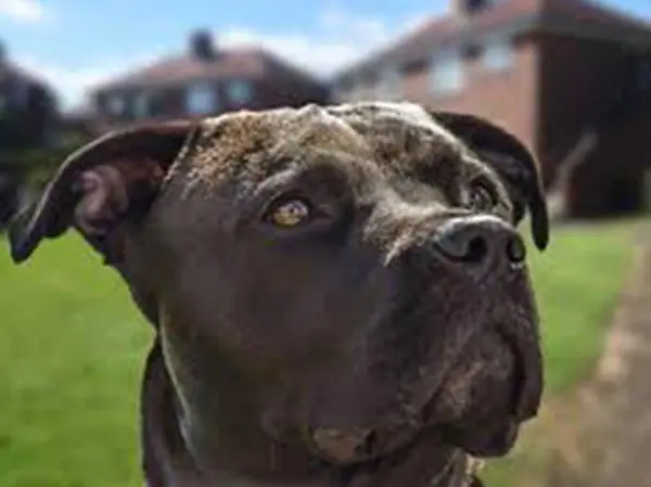 קאנה קורסו מחיר