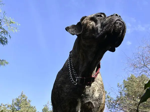 קאנה קורסו מנומר