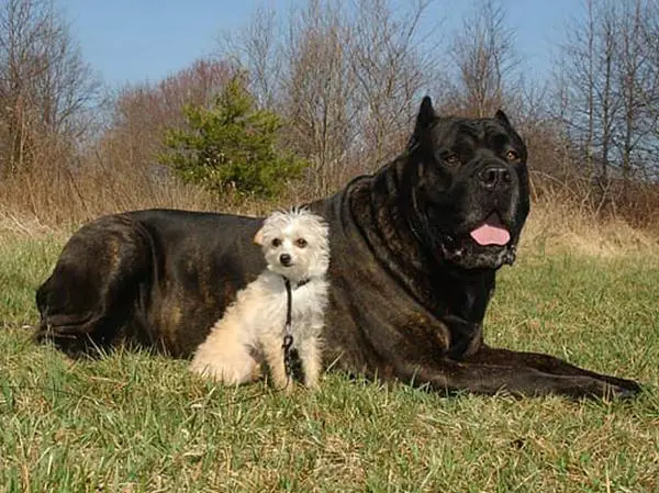 קאנה קורסו ענק