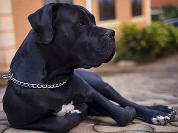 קאנה קורסו שמירה