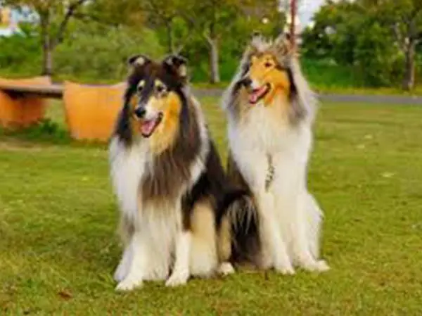 קולי ארוך שיער גזעי