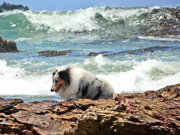 קולי ארוך שיער לבן