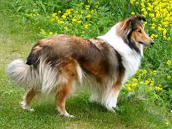 קולי ארוך שיער