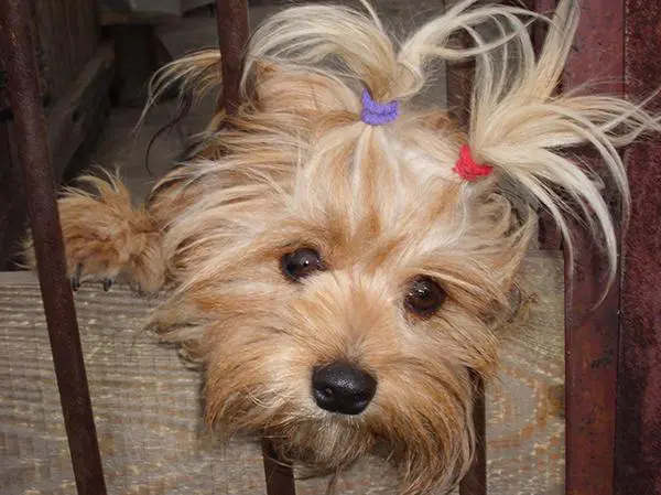 קוקיות לשיצו