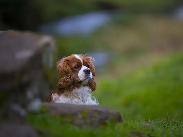 קינג צארלס קבליר אופי סקרן