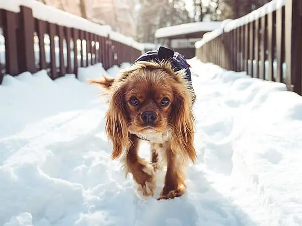 קינג צארלס קבליר מזג אוויר
