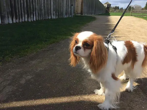 קינג צארלס קבליר