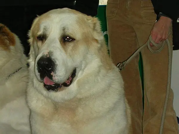 רועה אסיאתי בוגר