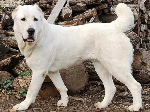 רועה אסיאתי לבן