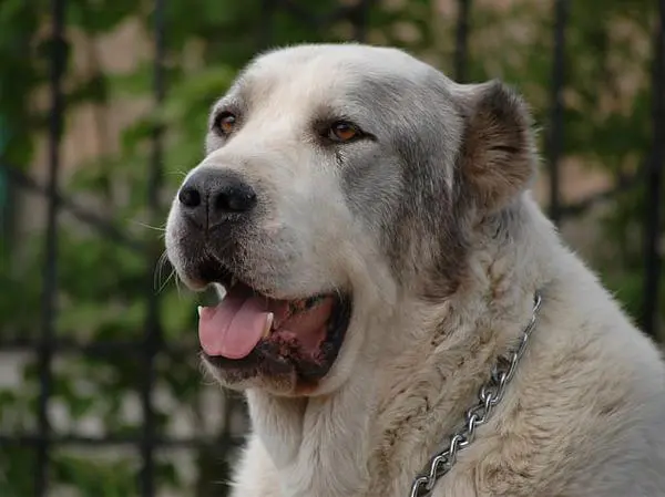 רועה אסיאתי ענק