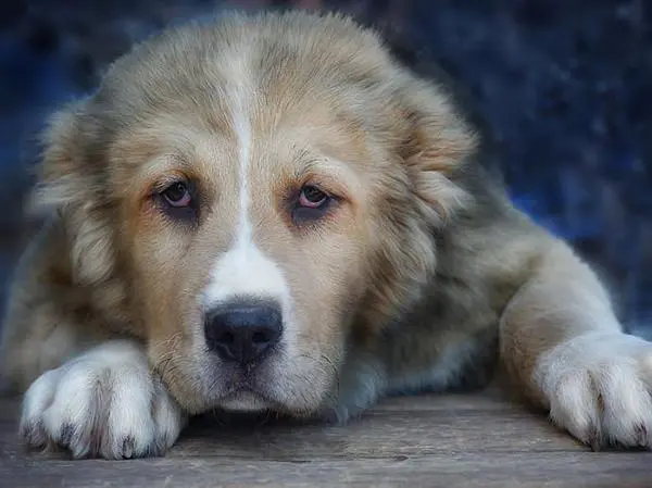 רועה אסיאתי