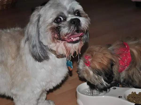 שי טסו אוכל