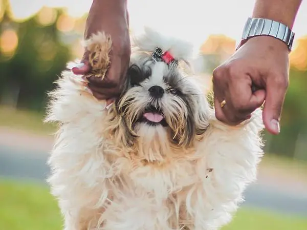 שי טסו בבית