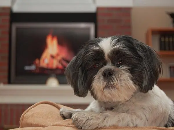 שי טסו מפונק