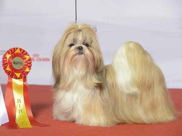 שיצו תחרות כלבים