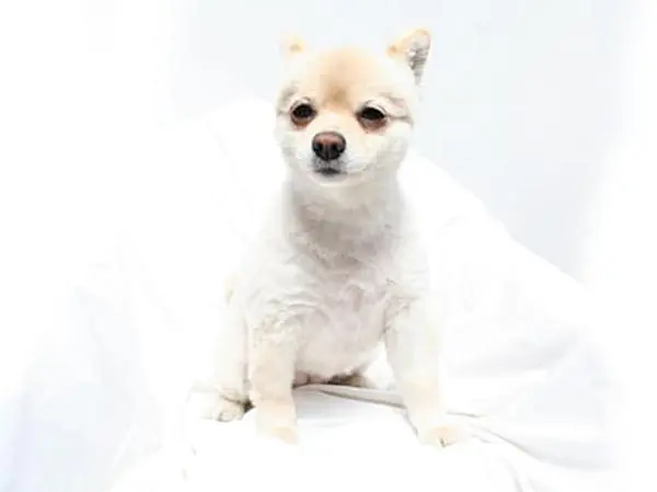 תספורת פומרניין לבן