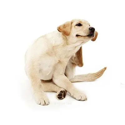 אלרגיה אצל כלבים