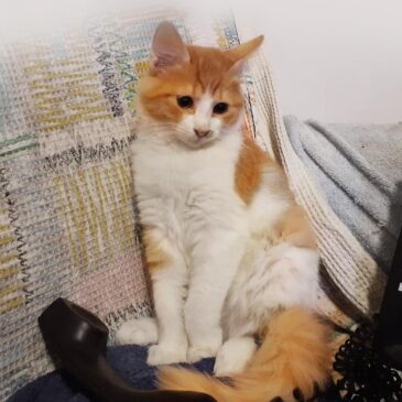 תום אימוץ חתולים