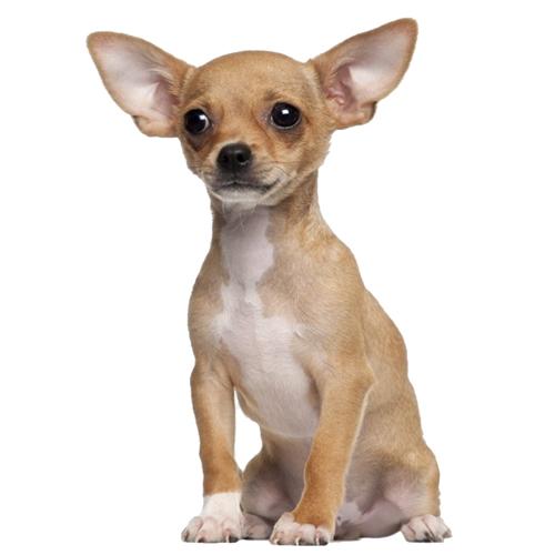 מוצרים-לכלבים-תמונה