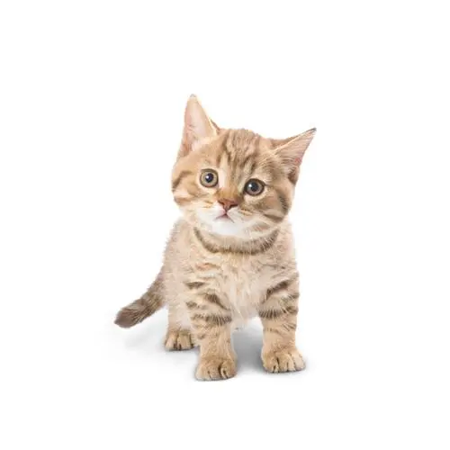 תפריט מוצרים לחתול