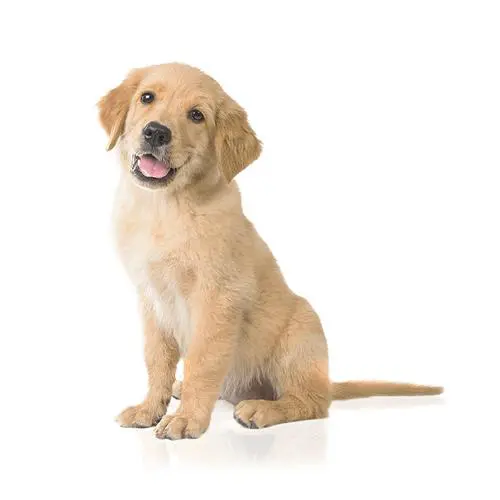 תפריט מוצרים לכלבים