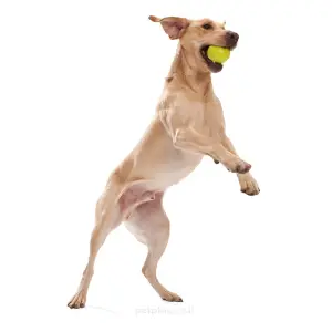 כלב גדול משחק עם צעצוע לכלב ווסט פאו גיבי