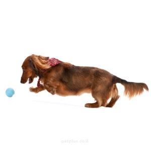 כלב-קטן-משחק-בכדור-ג'יבי