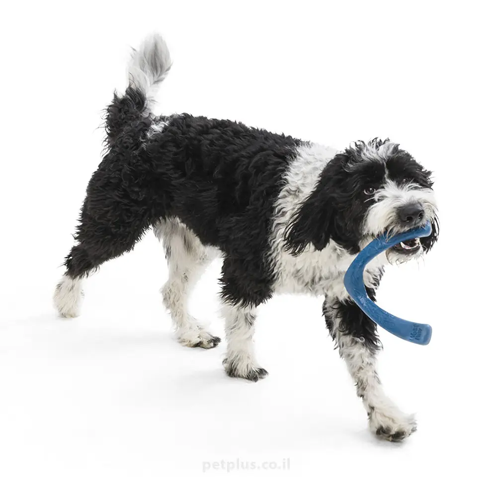 משחק זריקה לכלב בומרנג סנורקל