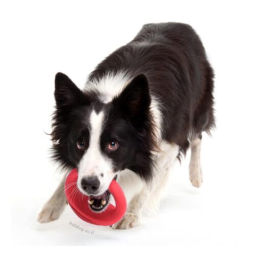 כלב עם צעצוע ROGZ אדום