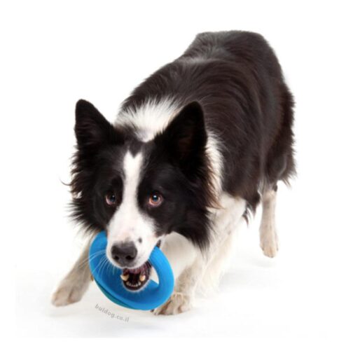 כלב עם צעצוע ROGZ כחול