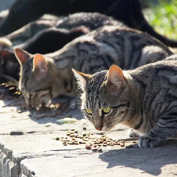 האכלת חתוי רחוב