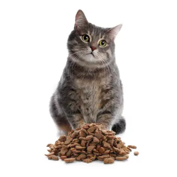 מזון לחתולי רחוב