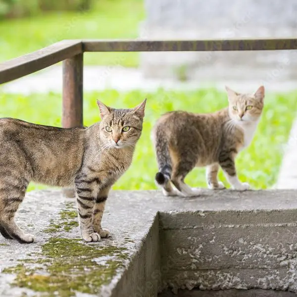 קהילת מאכילי חתולי רחוב