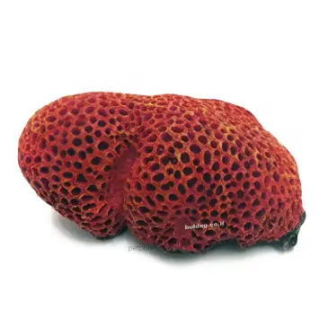 דקורציה שונית אלמוגים אדום