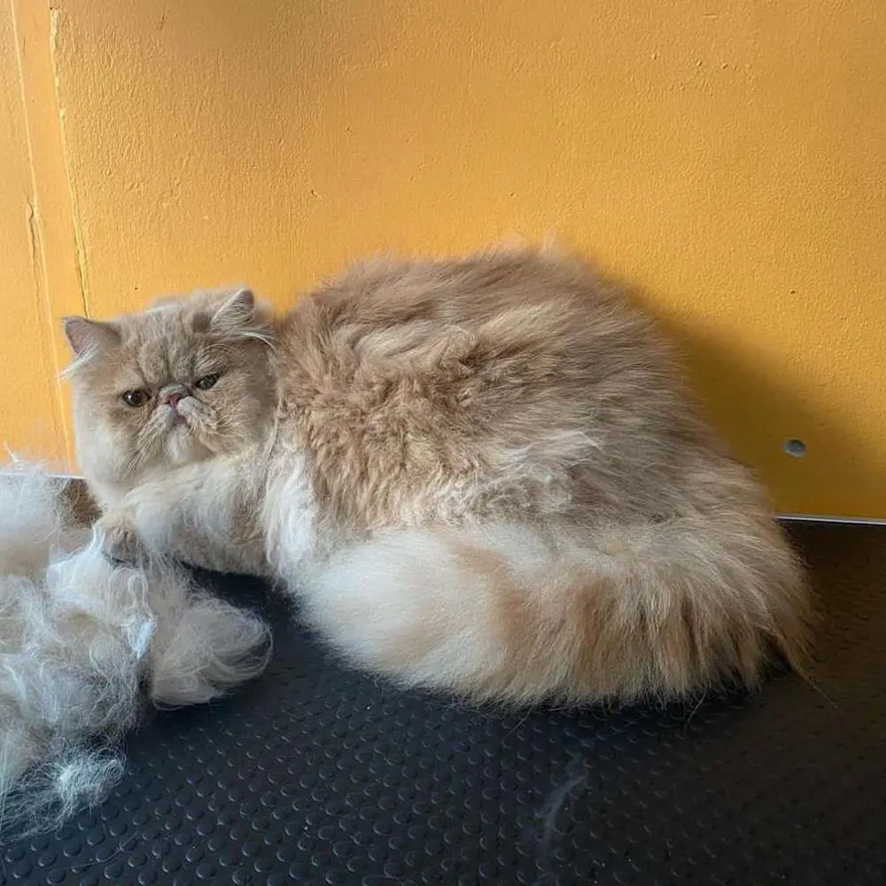 ספרית כלבים רום תיק עבודות 1