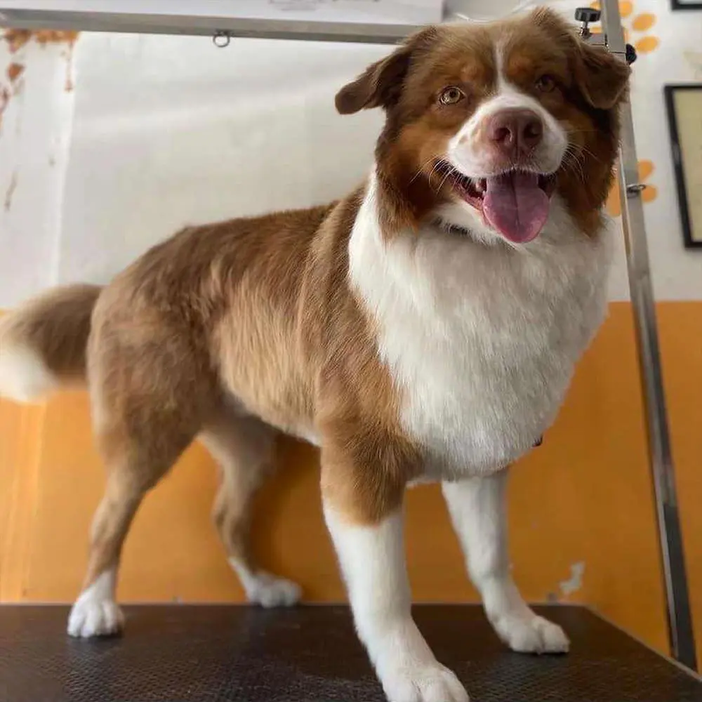 ספרית כלבים רום תיק עבודות 11