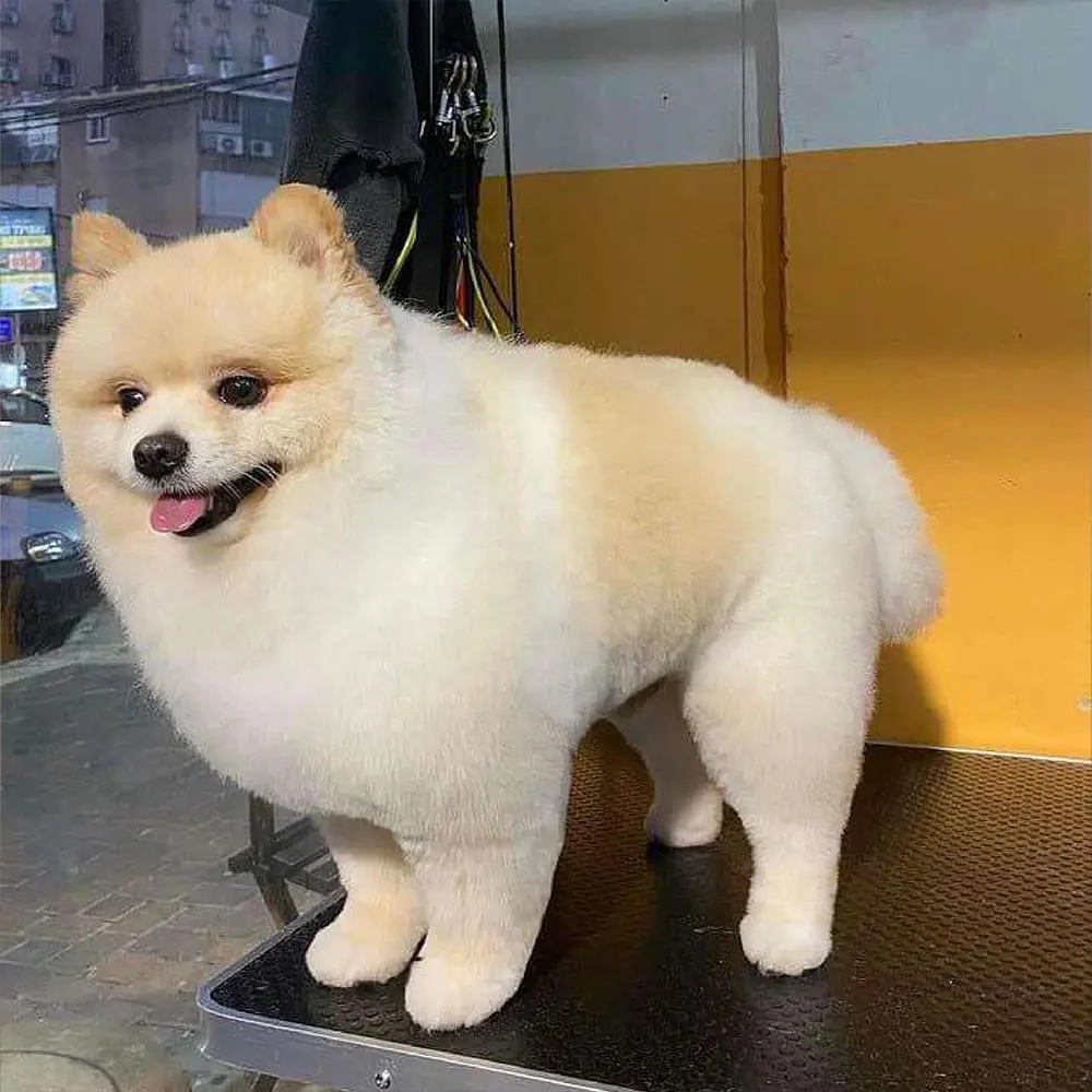 ספרית כלבים רום תיק עבודות 14