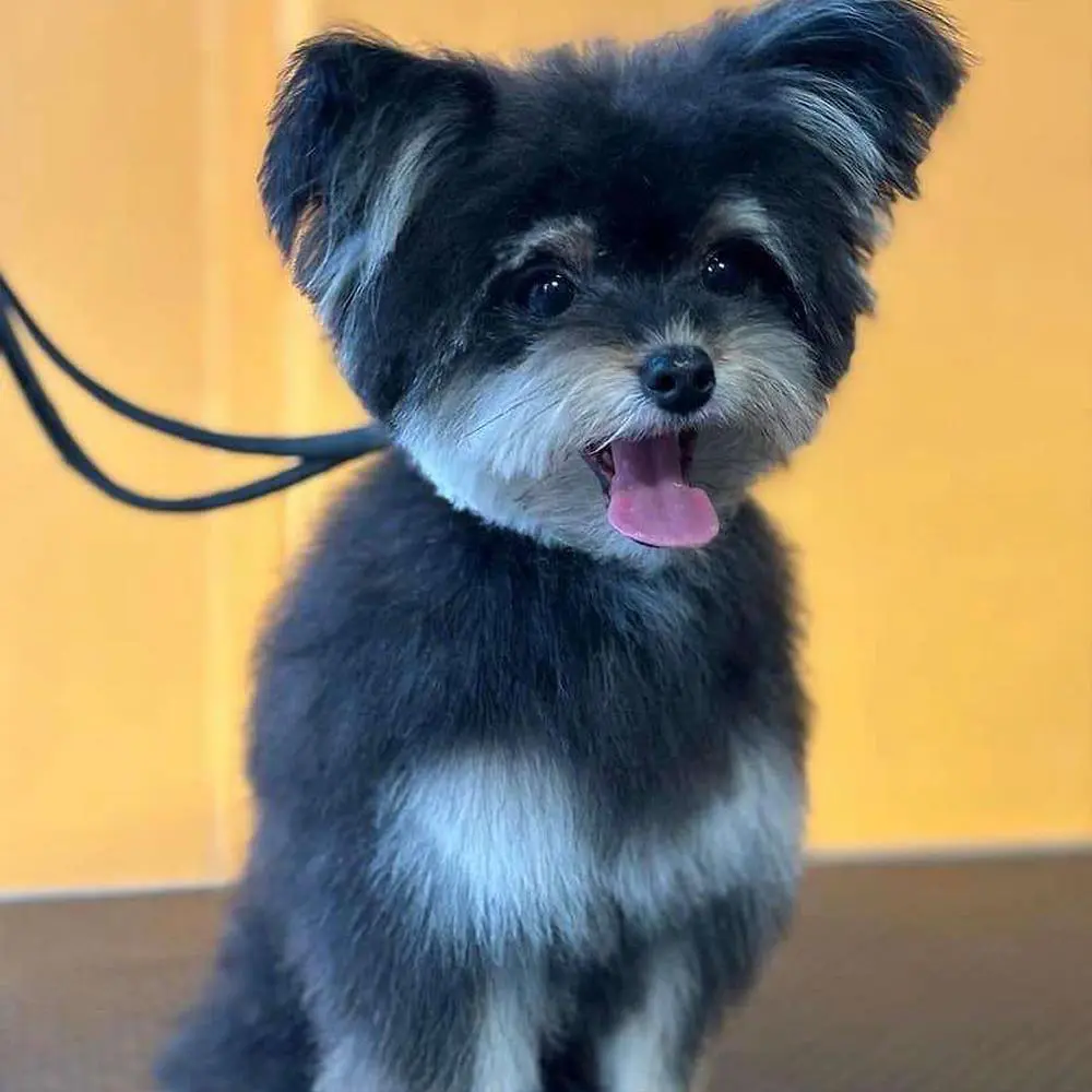 ספרית כלבים רום תיק עבודות 16